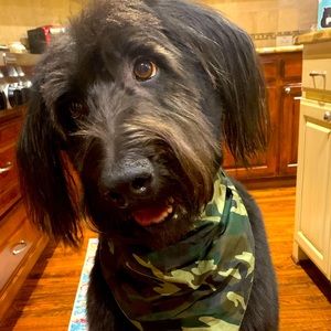 Meet your Posher, Brigette